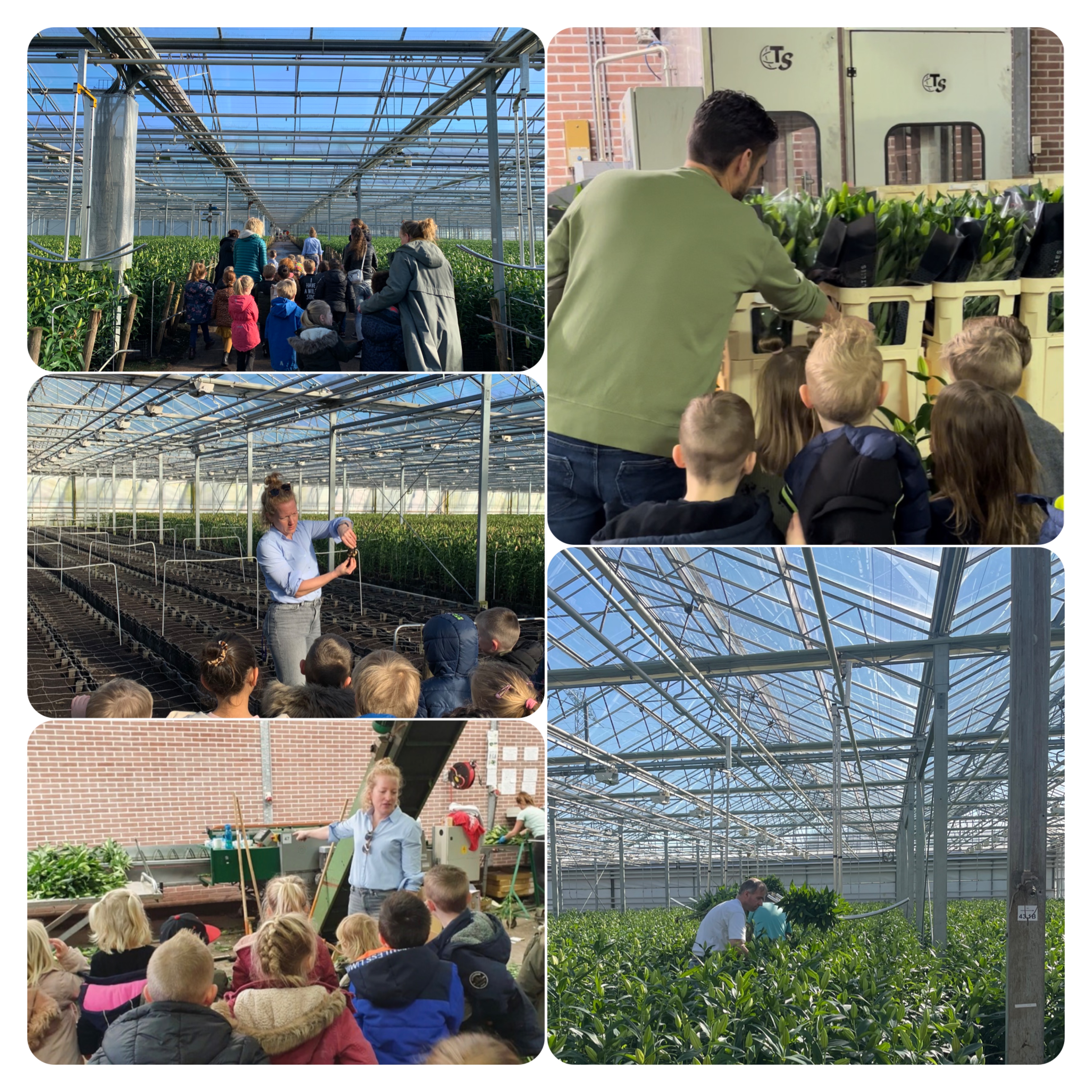 Bezoek aan de leliekwekerij