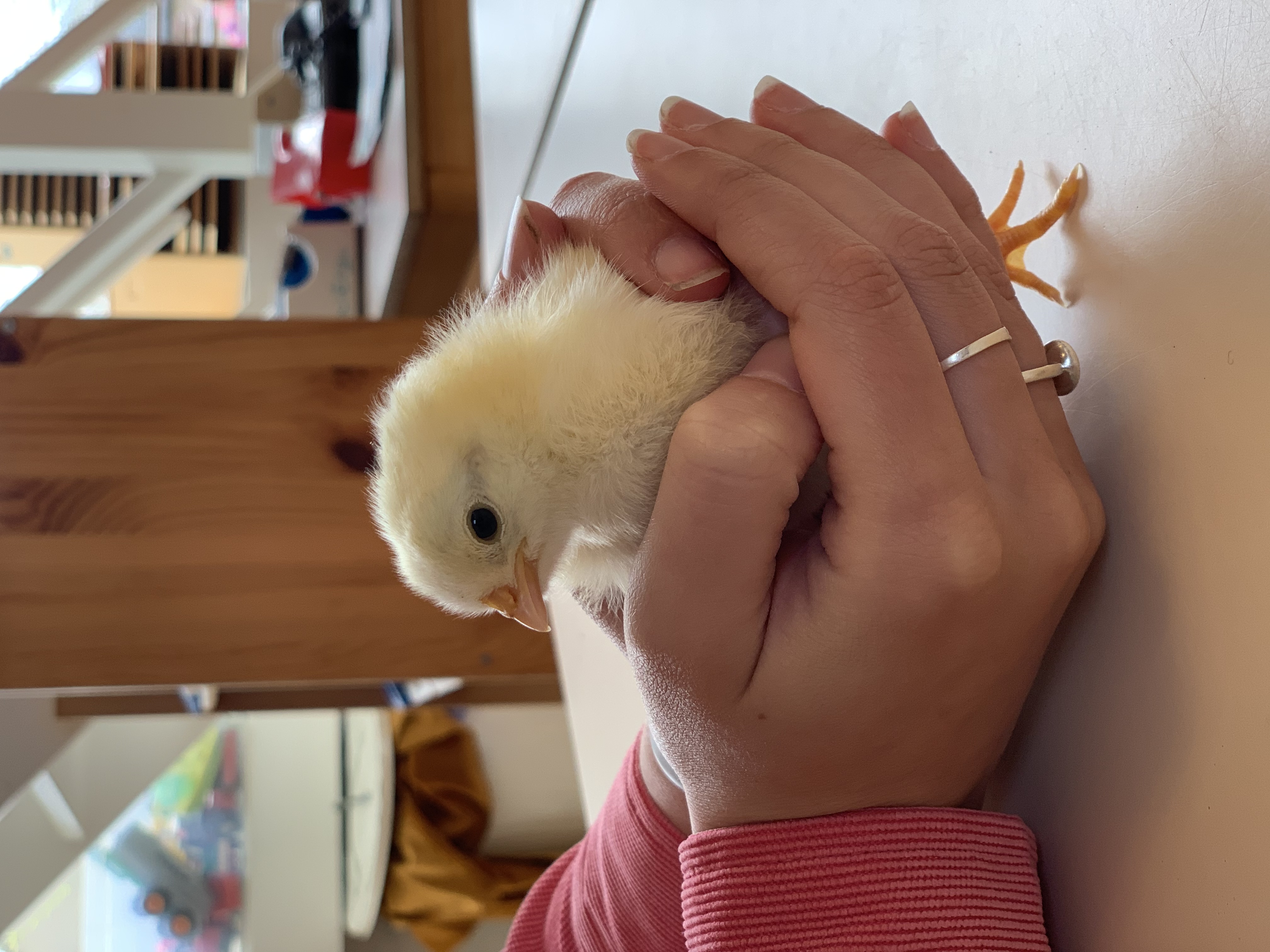 Hoera! Kuikens geboren! 🐣  De afgelopen 3 weken hebben de kleuters het groeiproces van een kuiken meegemaakt in de broedmachine. Super interessant en leerzaam!