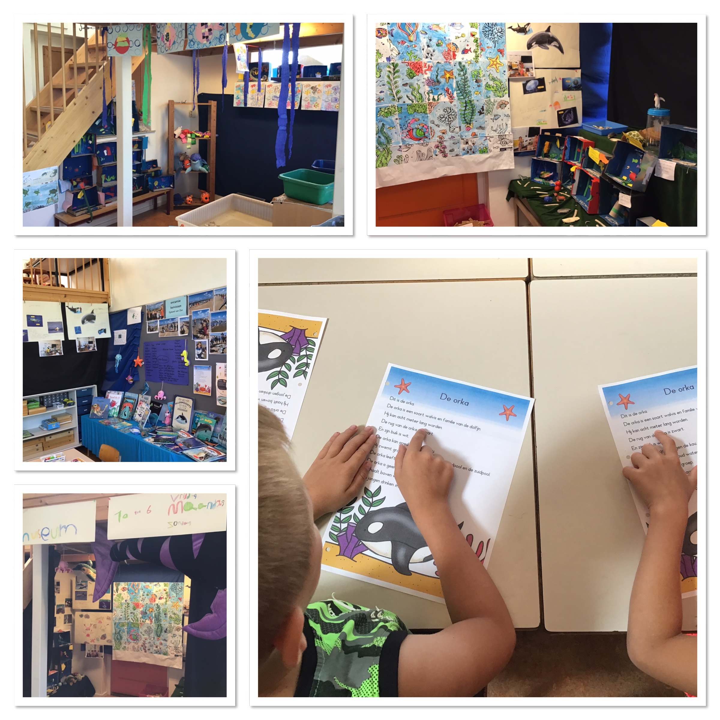 Thema zeedieren: we weten nu dat de orka familie is van de dolfijn. 🐬