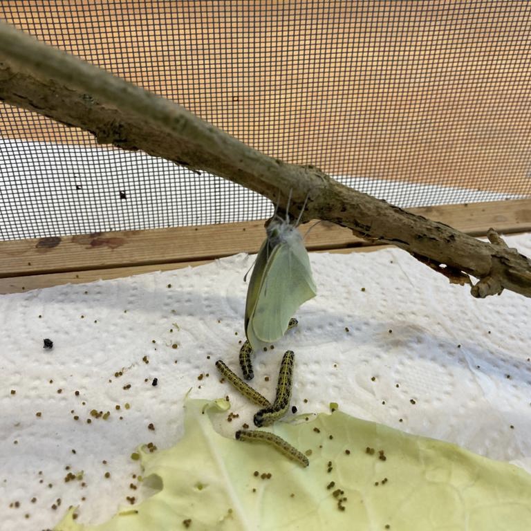 Groep 4 heeft het thema kriebelbeestjes afgesloten. De larven zijn uitgegroeid tot mooie vlinders en zijn de vrijheid tegemoet gevlogen!🦋