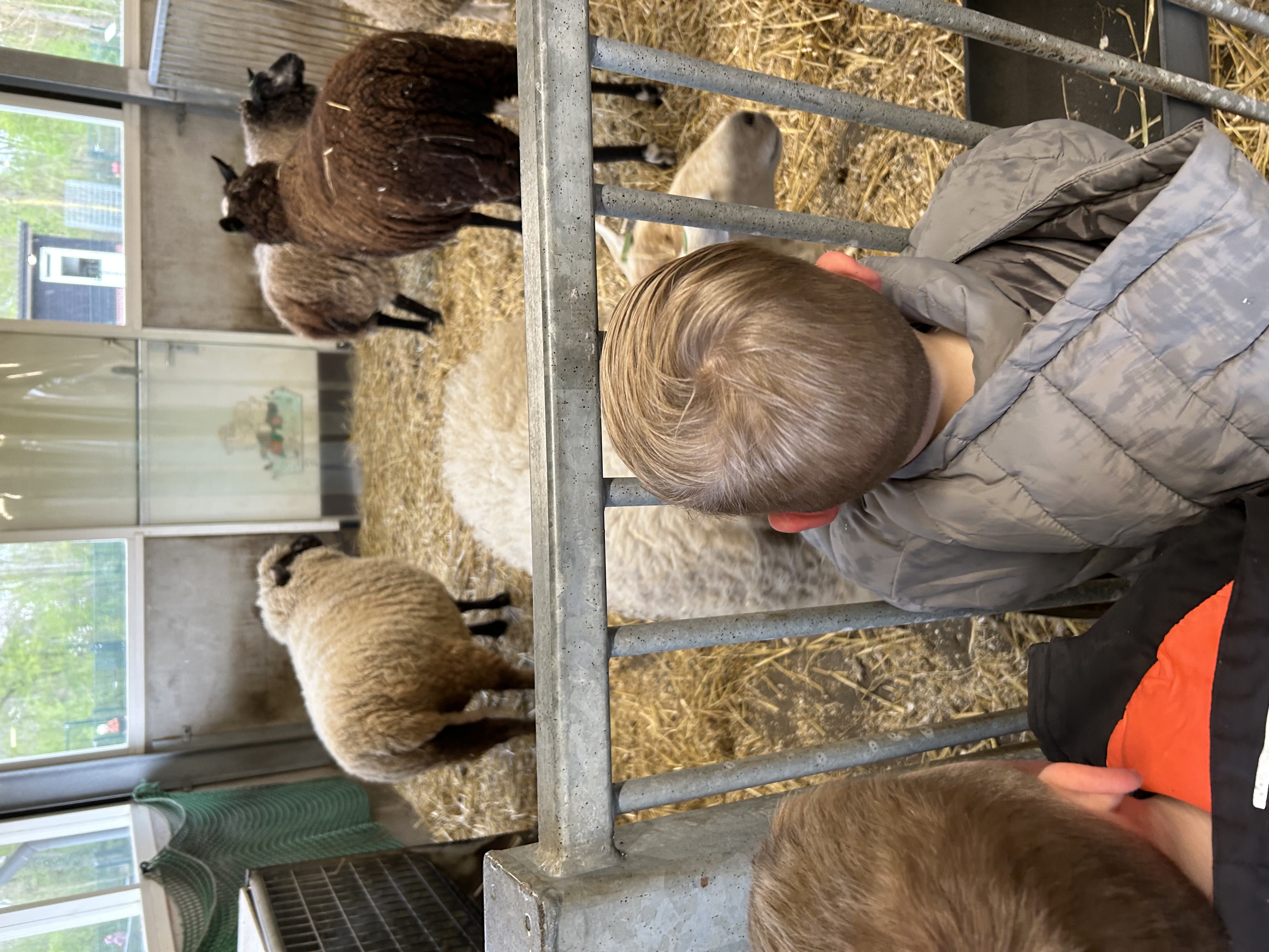 De groepen 1/2 zijn voor de afsluiting van het thema naar kinderboerderij De Bongelaar geweest! 🐴🦆🐷🐇🐥 