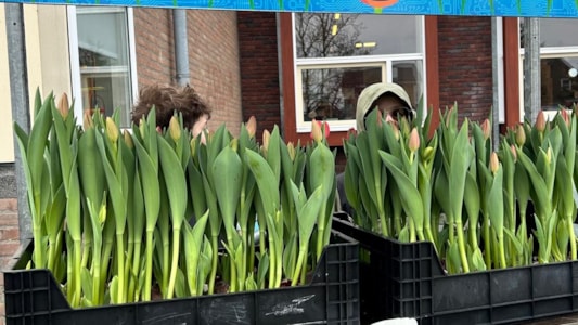 Vandaag hebben de groepen 8 de Tuinbouwbattle afgesloten met de verkoop van tulpen op het schoolplein! 🌷🌷